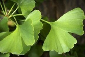 Ginkgo Biloba Penis Büyümesi İçin Yapraklar