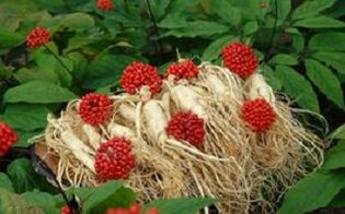 Ginseng penise kan akışını artırır