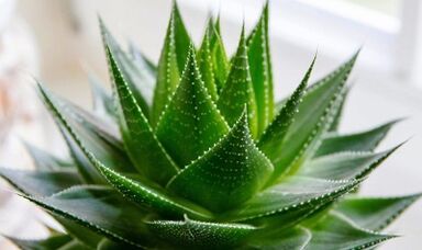 Üyeyi artırmak için aloe kullanımı