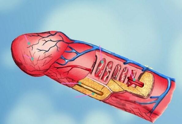 penis yapısı ve kafa büyütme